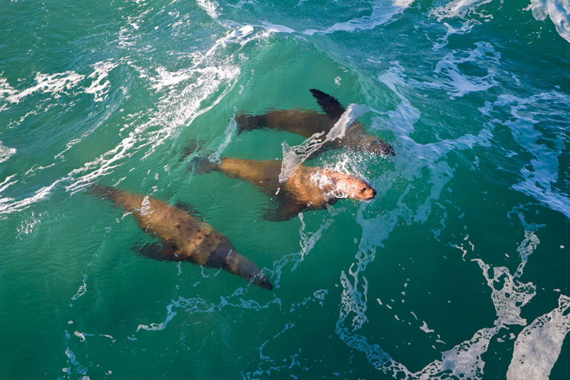 Stellars Sea Lions Playing In Surf